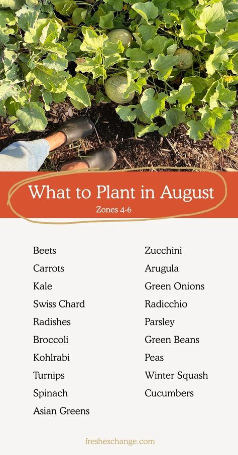 List of things you can plant in August in your garden. Including zones 4-6 #beginnergarden #augustplanting #garden #august #gardenideas #zone4 #zone5 #zone6 #zone7 Flowers To Plant In August, August Planting, What To Plant In August, Indoors Garden, Autumn Planting, Tomato Companion Plants, Cabbage Plant, Fall Crops, August Garden