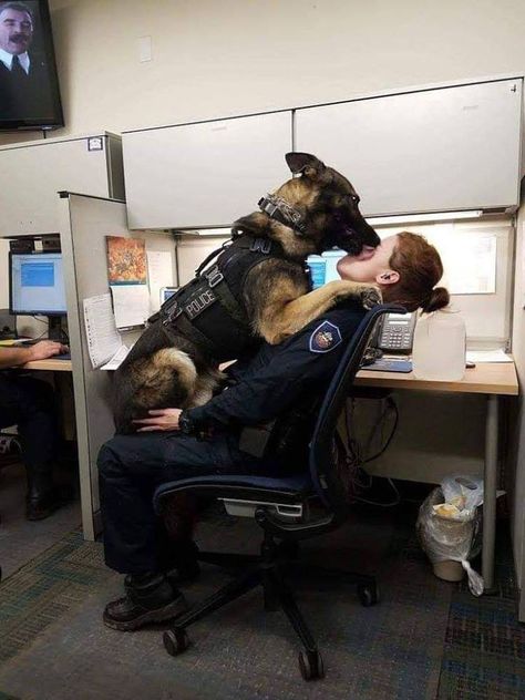 You had a Big Mac and didn't share?!!!!!! How dare you!!! I'm your partner!!!! <3 K9 Police Dogs, Military Service Dogs, Dog Hero, K9 Dogs, Military Working Dogs, Malinois Dog, Police Dog, Military Dogs, Police Dogs