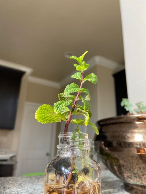 It’s so easy to propagate mint! Just place any clippings into water and wait for roots. I recommend transplanting into a pot because mint can spread like crazy! #mint #herb #garden #propagate #flowers #yard #green Mint In Water, Propagate Mint, Mint Herb, Growing Mint, Mint Plants, Water Aesthetic, Plant Roots, Like Crazy, Herb Garden