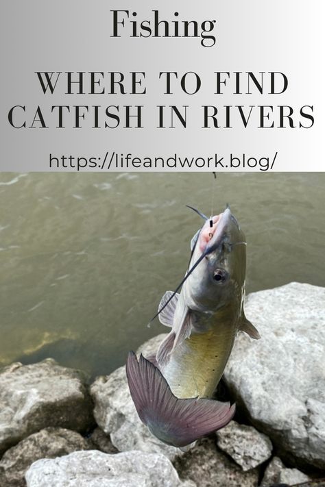 Homemade Catfish Bait, Emergency Hacks, Catfish Rigs, How To Catch Catfish, Fishing Catfish, Crappie Fishing Tips, Channel Catfish, Fresh Water Fishing, Catfish Bait