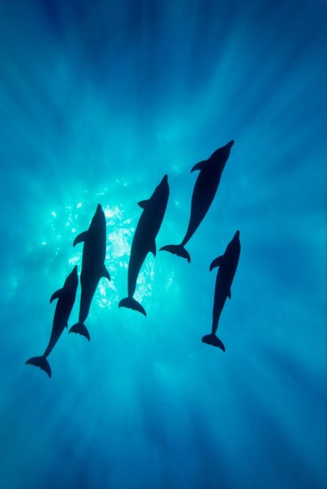 Dolphins Aesthetic, Dolphin Aesthetic, Wild Dolphins, Dolphins Tattoo, Bottlenose Dolphin, Beach Blue, Ocean Wallpaper, Marine Mammals, Ocean Creatures