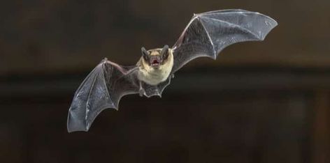 Man dies in B.C. after getting rabies from bat Getting Rid Of Bats, Rodent Repellent, Bat Species, Bat Flying, Home Maintenance Checklist, Wooden Ceilings, Family Handyman, Rodents, Home Maintenance