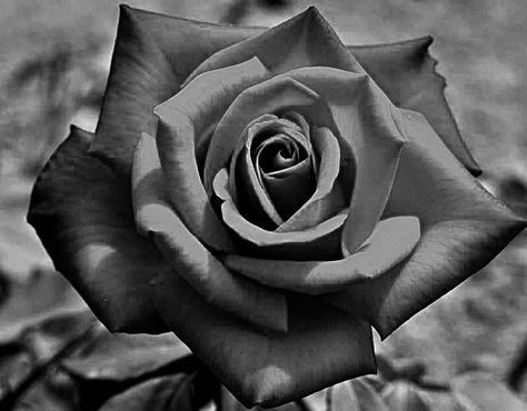 Black And Grey Rose Photography, Rose Reference Black And Grey, Rose Reference, Realistic Rose Tattoo, Black And Grey Rose, Rose Flower Tattoos, Rose Drawing Tattoo, Rose Flower Photos, Rose Stencil