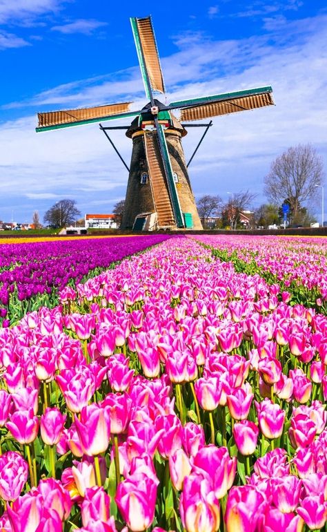 20 Landmarks in the Netherlands. This vast stretch of the national park has fantastic walks and majestic wildlife. Its heathland, however, is what makes a trip to The Sallandse Heuvelrug worth the visit. #attractions #europe #amsterdam #travel #landmarks #netherlands The Netherlands, Holland, Netherlands, Tulips, Travel