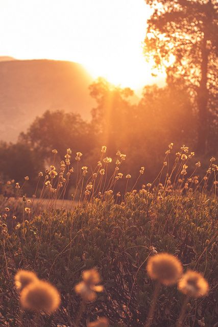 "Hoy es siempre todavía." Foto Tips, المملكة العربية السعودية, Jolie Photo, Alam Yang Indah, William Shakespeare, A Quote, Nature Beauty, Sunrise Sunset, Pretty Pictures