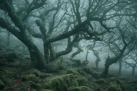 Forbidden Forest, Dartmoor National Park, Haunted Forest, Forest Photos, Image Nature, Foggy Forest, Ancient Forest, Ancient Tree, Most Haunted