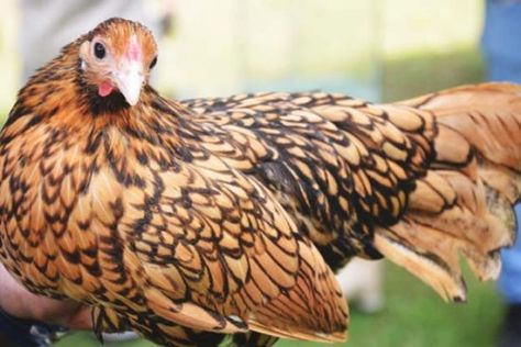 10 Tips for Taming Chicks so They Become Friendly and Social Chickens 20 Chicken Coop, Sebright Chicken, Meat Chickens Breeds, Chicken Coop Shed, Olive Egger Chicken, Bantam Breeds, Serama Chicken, Animal Farming, Chicken Brooder