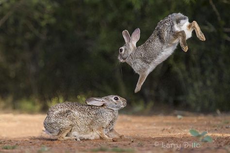 Jumping Bunny, Jumping Rabbit, Bunny Jump, Wild Rabbits, Rabbit Jumping, Animal Photography Wildlife, Wild Rabbit, Animal Reference, Kingdom Animalia