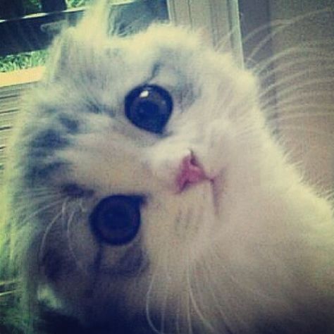 Meredith swift.... Taylor swifts cat....... So cute!!!! Look at the eyes Söt Katt, Free Cats, Silly Cats, Cat Design, Crazy Cats, Cat Pics, Cat Love, Kittens Cutest, Rabbits