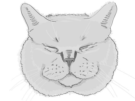 British Shorthair Tattoo, British Shorthair Drawing, Shorthair Cat, Cat Sketch, Short Hair Cats, British Shorthair Cats, Shirt Hair, Sketches Tutorial, British Shorthair