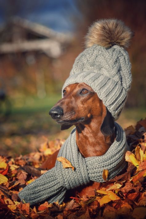 Fall Dachshund, Pile Of Leaves, Red Dachshund, Dachshund Lovers, Dachshund Dog, Dachshund, Hats, Dogs, Red