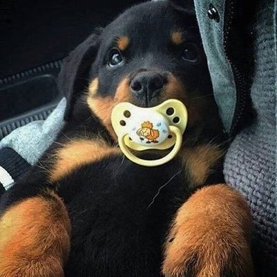 Rottweilers are actually known as loving, loyal goofballs who are eager to please their families. Baby Rottweiler, Rottweiler Love, Rottweiler Lovers, Slaap Lekker, Rottweiler Puppies, Rottweiler Dog, A Puppy, Baby Dogs