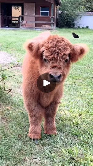 Cow Appreciation Day, Cows Mooing, Cow Shed, Mini Cows, Happy Cow, Fluffy Cows, Cattle Farming, Highland Cattle, Mini Farm