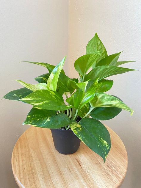 Golden Pathos, Fruit Tree Garden, Neon Pothos, Golden Pothos, Garden Vases, Indirect Lighting, Forest Photography, San Jose Ca, Pretty Plants