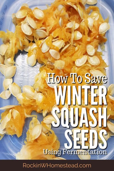 When purchasing organic vegetables from the grocery store, try saving seeds from your favorite winter squash varieties for next year's harvest. How To Save Butternut Squash Seeds, How To Save Squash Seeds, How To Grow Butternut Squash, How To Grow Acorn Squash, Seed Preservation, Gardening Notebook, How To Store Seeds, Spaghetti Squash Seeds, Butternut Squash Seeds