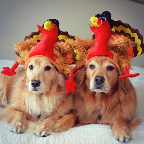 14 Dogs Whose Thanksgiving Posts Are Better Than Your Holiday Card Dog Thanksgiving Pictures, Golden Retriever Thanksgiving, Thanksgiving Post, Dog Stock Photo, Dog Thanksgiving, Thanksgiving Pictures, Thanksgiving Images, Thanksgiving Inspiration, Thanksgiving Wallpaper