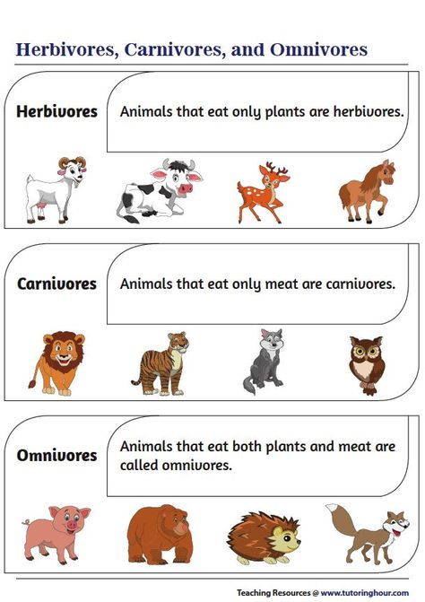 Carnivorous Animals Chart, Carnivores Herbivores Omnivores, Animal Facts For Kids, Educational Websites For Kids, Carnivorous Animals, Vertebrates And Invertebrates, Animal Classification, Classroom Anchor Charts, Short Stories For Kids