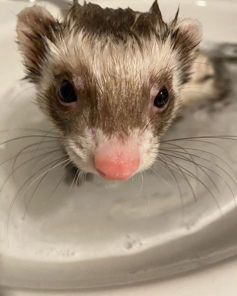 Ferrets Care, Baby Ferrets, Funny Ferrets, A Ferret, Pet Ferret, Cute Ferrets, Dream Pet, Cute Small Animals, Pets 3