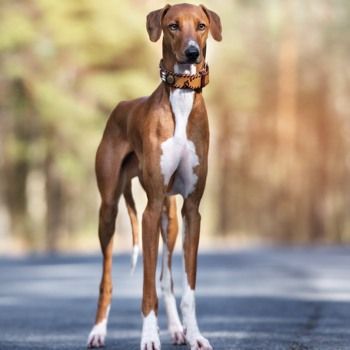 Azawakh , love this dog.  Look at those long legs.  Really cute! Dog Standing, Clumber Spaniel, Akc Breeds, Shepherd Dog Breeds, Rare Dogs, Bearded Collie, Australian Shepherd Dogs, Purebred Dogs, Pretty Dogs