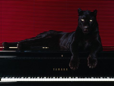 This is a panther sitting on a piano. That's all. Ed Wallpaper, Red Wall, A Black Cat, Macbook Wallpaper, Laptop Wallpaper, Red Aesthetic, 귀여운 동물, Black Panther, Big Cats