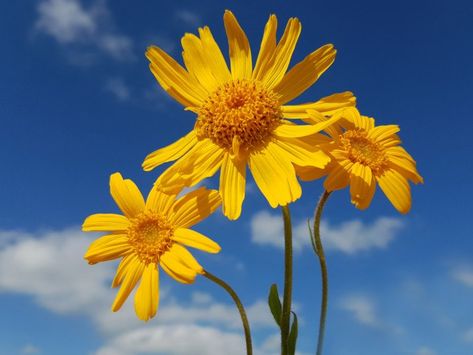 Arnica Oil Benefits, Arnica Benefits, Vitamins For Immune System, Food For Immune System, Healthy Lifestyle Motivation Quotes, Immune Boosting Smoothie, Arnica Oil, Healthy Life Inspiration, Improve Immune System