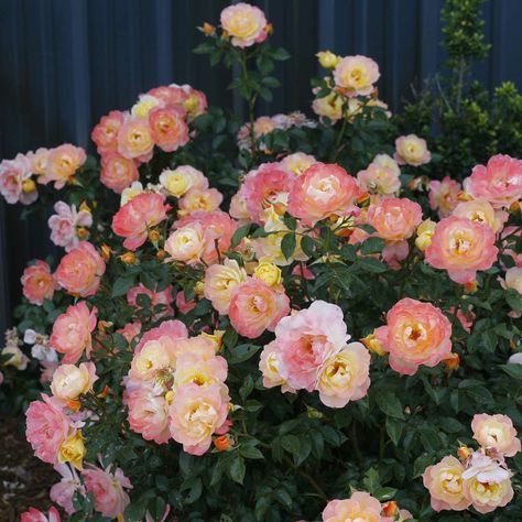 Rose Diseases, Ice Rose, Rose Fertilizer, Landscaping With Roses, Ground Cover Roses, Easy Landscape, Italian Ice, Easy Landscaping, Shrub Roses