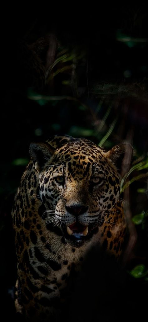 Jaguar Wallpaper Iphone, Black Jaguar Wallpaper, Jaguar Wallpaper, Alevel Art, Jaguar Leopard, Gym Wallpaper, Clouded Leopard, Lion And Lioness, Scary Wallpaper