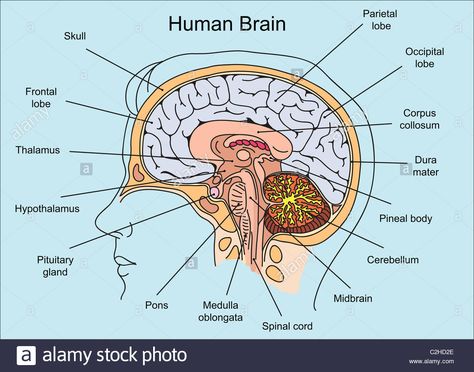 Structure of human brain illustration Human Brain Drawing Anatomy, Structure Of The Brain, Human Brain Diagram Class 10, Human Brain Notes, Brain Structure Anatomy, Brain Structure Diagram, Brain Diagram Anatomy, Structure Of Human Brain, Structure Of Brain