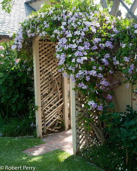 Lavender Trumpet Vine, Plants For Pergolas, Trellis Ideas Garden, Climbing Flowering Vines, Best Climbing Plants, Evergreen Climbing Plants, Honeysuckle Plant, Garden Trellis Ideas, Climbing Trellis