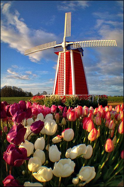 Windmill & Tulips - Oaklawn, Oregon Windmill Images, Tulips Holland, Wooden Shoe, Garden Care, Pretty Places, Places Around The World, 그림 그리기, Wonderful Places, Dream Vacations