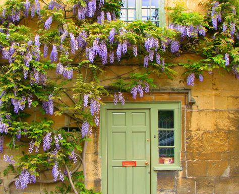 A stone cottage with purple wisteria is unequivocally adorable. Wall Climbing Plants, Evergreen Climbers, Plants Uk, Climbing Flowers, Climbing Vines, Stone Cottage, Flowering Shrubs, Climbing Plants, Garden Cottage