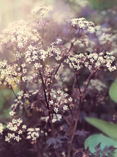 Ravens Wing Plant, Anthriscus Sylvestris Ravenswing, Anthriscus Sylvestris, Flower Library, Gardening Photography, Lost Garden, Round Border, Gothic Garden, Cow Parsley