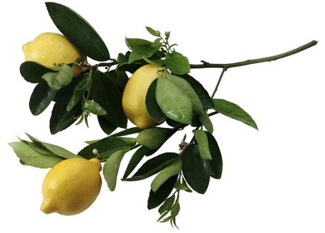 Miniature Fruit Trees, Indoor Lemon Tree, Trees For Small Spaces, Tree Orchard, Storing Lemons, Meyer Lemon Tree, How To Grow Lemon, Miniature Fruit, Growing Fruit Trees