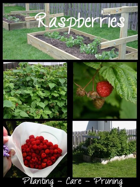 Plant Raspberries, Grow Raspberries, Raised Garden Boxes, Raspberry Patch, Low Maintenance Garden Design, Growing Raspberries, Raspberry Plants, Berry Garden, Garden Boxes Raised