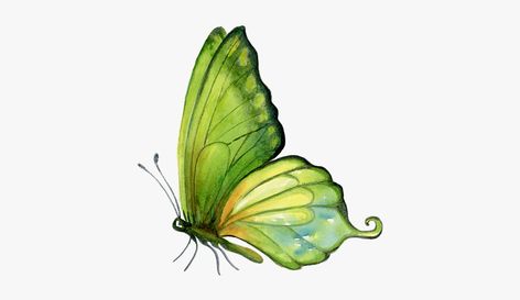 Sap Green, Butterfly Art Print, Butterfly Background, Butterfly Canvas, Butterfly Illustration, Green Paintings, Butterfly Drawing, Butterfly Painting, Green Butterfly