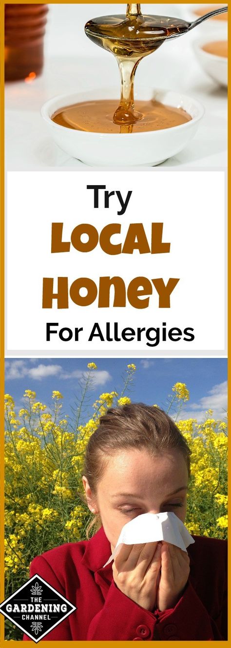 Local honey can be used for allergies. Learn how to find it and be on your way to spending allergy free time in your garden. Honey For Allergies Local, Local Honey Benefits, Honey For Allergies, Sinusitis Remedies, Allergies Remedies, Remedies For Allergies, Remedies For Chest Congestion, Chest Congestion Remedies, Congestion Remedies