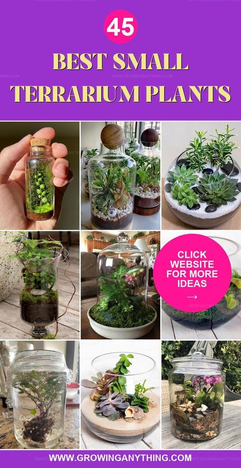 Best small terrarium plants are perfect for bringing miniature landscapes inside. Discover the top mini plants that thrive in the enclosed, lush environments of closed terrariums. Spring Terrarium Ideas, Small Terrarium Plants, Closed Terrarium Ideas Unique, How To Make A Terrarium, Mini Terrarium Diy, Mini Terrarium Ideas, Small Terrarium Ideas, Closed Terrarium Ideas, Terrarium Miniatures