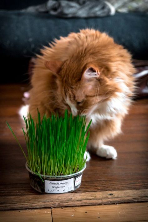 How to Grow Microgreens Cat Grass Planter, Growing Catnip, Pet Grass, Growing Microgreens, Cat Grass, Growing Greens, Box Creative, What Cat, Homemade Cat