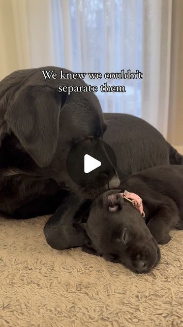 Puppy Videos Cutest, Baby And Dog Photography, Dog Videos Cutest, Dogs And Puppies Videos, Really Funny Dog Videos, Baby Labrador, Funny Puppy Videos, Cute Labrador Puppies, Cute Dog Videos