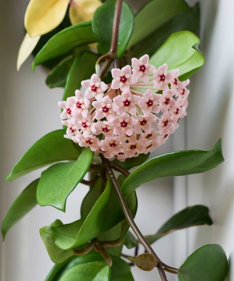 How to propagate hoya – for more of these flowering houseplants Hoya Propagation, Propagate Hoya, Hoya Plant, Garden Shears, Mini Greenhouse, New Roots, Root System, Perfect Plants, Fragrant Flowers