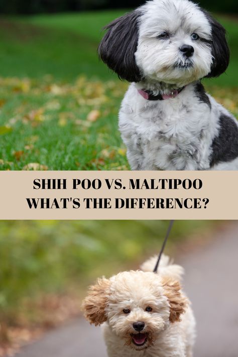 Shih Poo vs Maltipoo When it comes to finding the perfect small Doodle dog for your family, you’ve got a ton of options. Certainly, there are several different types of purebreds you’re looking at. However, once you start to consider hybrid breed dogs, you can find an even rich diversity and opportunity with these lovable dogs. Shihpoo Full Grown, Maltipoo Dog, Small Doodle, Shih Poo, Hybrid Dogs, Breed Dogs, Doodle Dog, Small Breed, Dog Breed