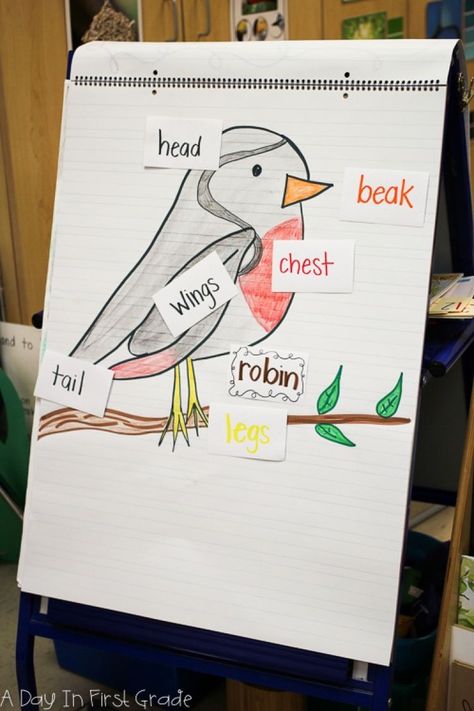 Bird Preschool, Inquiry Kindergarten, Preschool Birds, Kindergarten Inquiry, Oviparous Animals, Bird Study, Birds For Kids, Theme Activities, Activities Ideas