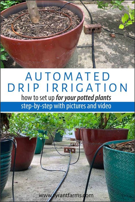 Find out how to set up an easy, automated drip irrigation system for your potted plants, no matter how few or how many potted plants you have! #TyrantFarms #gardeningtips #pottedplants #containergardening #dripirrigation How To Set Up Drip Irrigation, Garden Watering System Timer, Diy Watering System Potted Plants, Watering System For Potted Plants, Drip Irrigation For Potted Plants, Drip System For Garden, Diy Drip Irrigation System, Drip Watering System, Irrigation System Diy