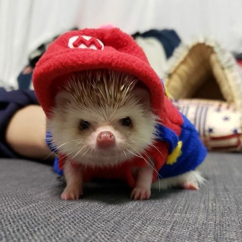 Cute Hedgehogs, Hedgehogs Cute, Hedgehog Aesthetic, Silly Hedgehog, Hedgehog Pfp, Pet Hedgehog, Hedgehog Cute, Funny Hedgehog, Hedgehog Animal