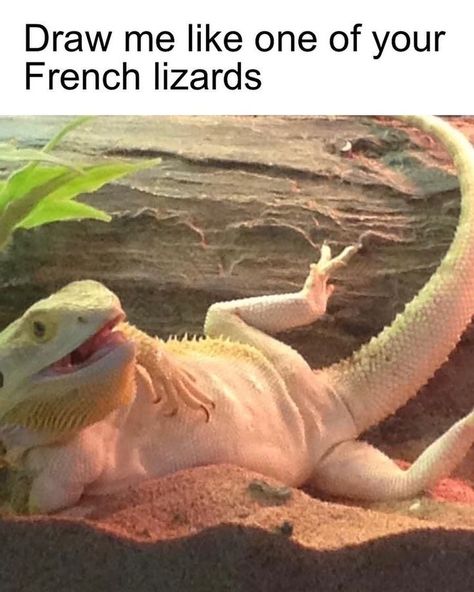 Beard Dragon, Dragon Terrarium, Funny Animal Pics, Dragon Pet, Funny Lizards, Bearded Dragon Enclosure, Bearded Dragon Funny, Bearded Dragon Habitat, Baby Bearded Dragon