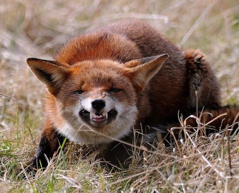 Fox Reference, Angry Fox, Animal Activism, Stop Animal Cruelty, Reference Pictures, Wild Dogs, Fox Art, Izu, Cute Fox