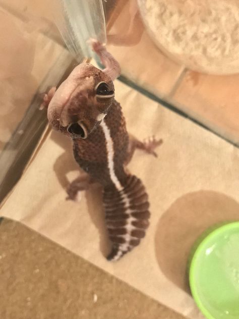 African Fat Tailed Gecko, Reptile Aesthetic, Baby Lizard, Leopard Gecko Cute, Tegu Lizard, Baby Reptile, Pet Reptiles, Fat Tailed Gecko, Cute Gecko