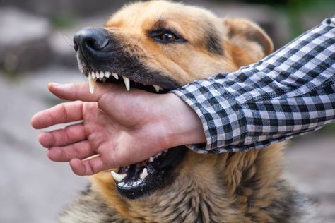 Dogs aren’t just for companionship – they also guard our homes. But what happens if your dog bites a trespasser who’s in your home Anaconda Attack, Aggressive Dog Breeds, Dog Bite, Dog Attack, Aquatic Life, Aggressive Dog, Dog Biting, Dog Owners, Dog Love