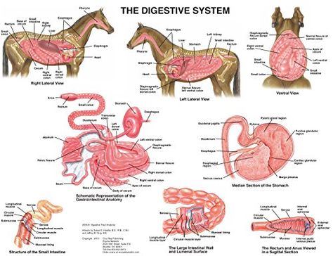 Digestive Anatomy, Science Prints, Vet Tech School, Equine Veterinarian, Anatomy Chart, Vet Tech Student, Equine Massage, Equine Veterinary, Veterinary Studies