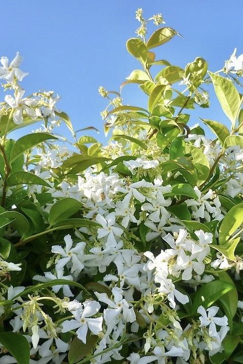 Star Jasmine is consistently one of our favourite flowering climbers among discerning gardeners. Its dense foliage which can easily adds extra privacy to your property and the lovely fragrant flowers make it an ideal plant for decorating trellis panels, fences and walls 🏡 🔍 Check out our Rhyncospermum Jasminoides / Trachelospermum Jasminoides (Star Jasmine) – Climbing – Shrub on the website, product code: 2654 Rhyncospermum Jasminoides, Star Jasmine Trellis, Trachelospermum Jasminoides, Tiny Garden Ideas, Jasmine Plant, Trellis Panels, Star Jasmine, Growing Gardens, Jasmine Flower